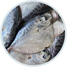 眼框魚